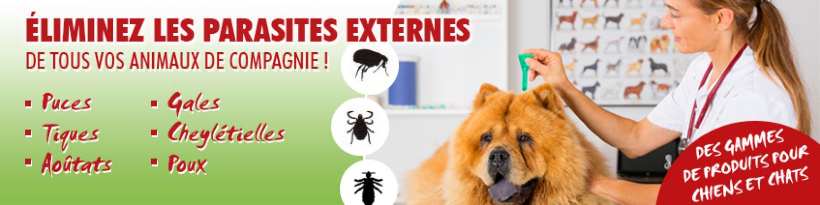 Les parasites externes du chien et du chat