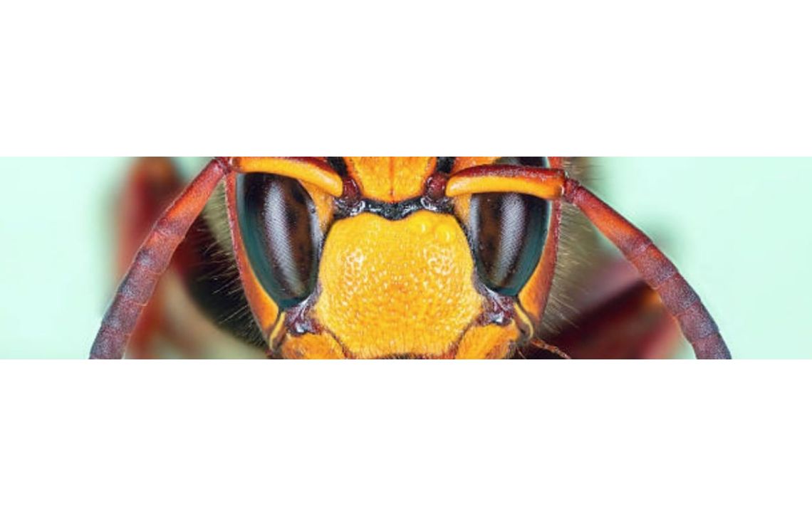 Que faire en cas de piqûres d’insectes ?