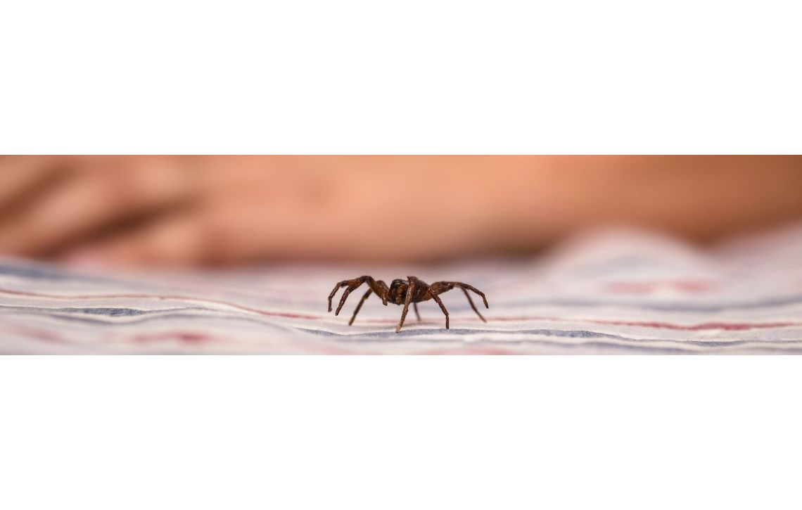 Comment atténuer les effets des piqûres d'araignée